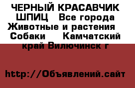 ЧЕРНЫЙ КРАСАВЧИК ШПИЦ - Все города Животные и растения » Собаки   . Камчатский край,Вилючинск г.